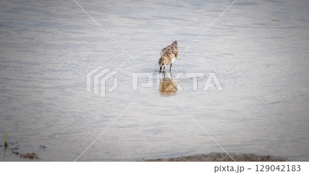 Little stint juvenile bird forages with its head submerged in shallow water, creating gentle ripples across the still surface Little stint juvenile bird forages with its head submerged in shallow water, creating gentle ripples across the still surface 129042183