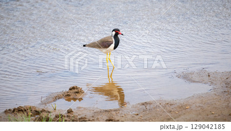 A solitary Red-wattled lapwing bird standing on the edge of a calm water body, foraging for food in its natural wetland habitat A solitary Red-wattled lapwing bird standing on the edge of a calm water body, foraging for food in its natural wetland habitat 129042185