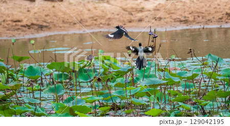 Two Pied Crested Cuckoos engage in mid-air interaction above a lotus pond, captured in Yala National Park 129042195