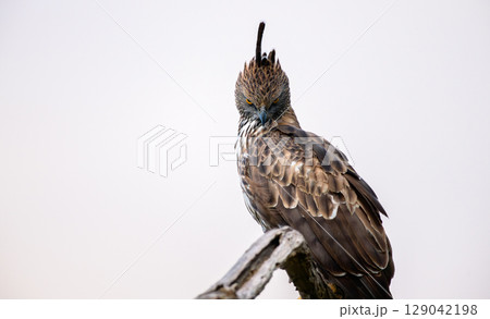 Changeable hawk-eagle perches on a weathered branch at Yala National Park, Sri Lanka, scanning the landscape with piercing yellow eyes 129042198