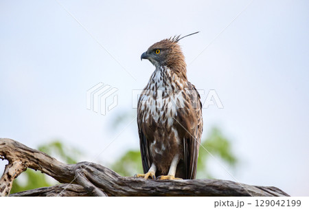 Changeable hawk-eagle perches on a weathered branch at Yala National Park, Sri Lanka, scanning the landscape with piercing yellow eyes 129042199