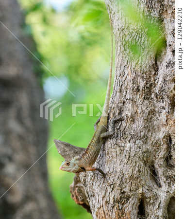 Common Garden Lizard (Calotes versicolor) clings to the textured bark of a tree in Yala National Park, Sri Lanka, blending seamlessly into its natural habitat Common Garden Lizard (Calotes versicolor) clings to the textured bark of a tree in Yala National Park, Sri Lanka, blending seamlessly into its natural habitat 129042210
