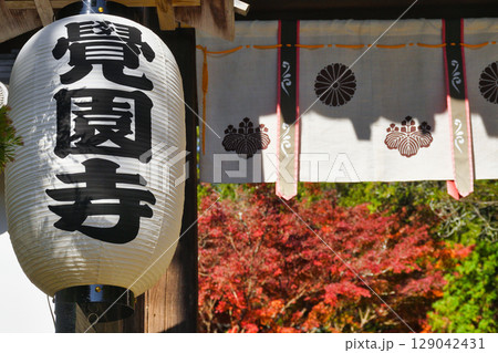 鎌倉 覚園寺の美しい紅葉(神奈川県鎌倉市) 鎌倉 覚園寺の美しい紅葉(神奈川県鎌倉市) 129042431