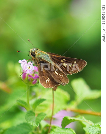 セセリチョウ(small branded swift) 129042435