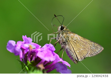 セセリチョウ(small branded swift) 129042438
