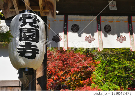 鎌倉 覚園寺の美しい紅葉（神奈川県鎌倉市） 129042475