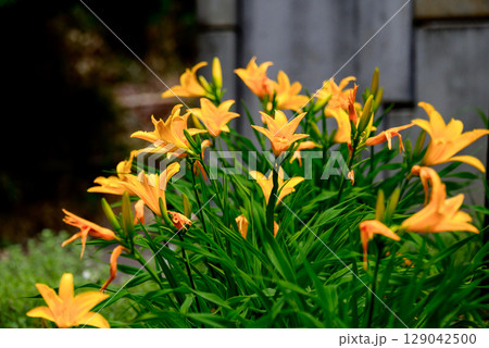 黄色のユリの花 黄色のユリの花 129042500