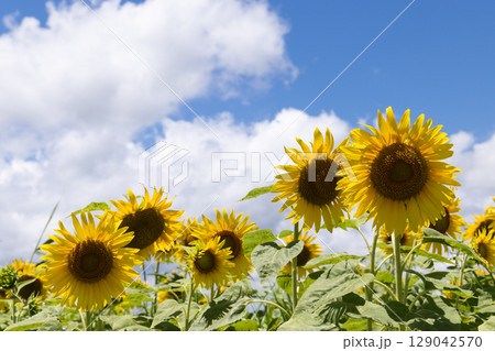 ひまわり畑のひまわり 129042570