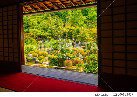 【京都風景】等持院　一人静かに眺める庭に心が和む 129043607