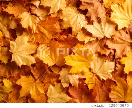 紅葉の落ち葉の背景8 129043979