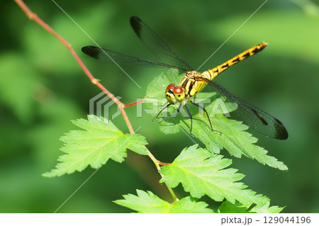 マユタテアカネ（未成熟メス・つま黒型） 129044196