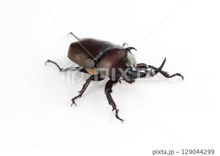 カブトムシ 雄 白バック 129044299