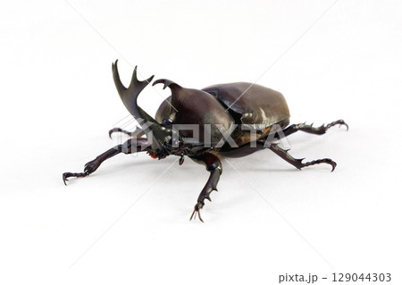 カブトムシ 雄 白バック 129044303