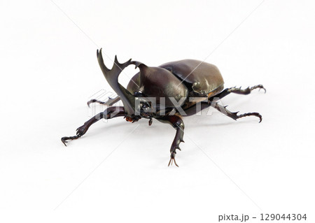 カブトムシ 雄 白バック 129044304