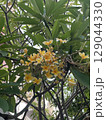 yellow flowers of the tree 129044330