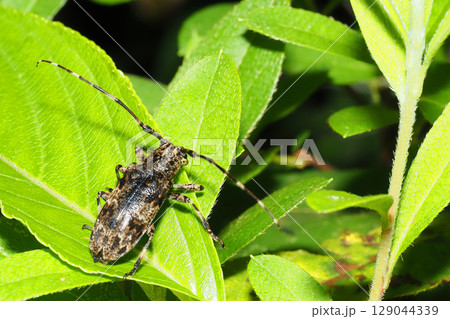 ナガゴマフカミキリ ナガゴマフカミキリ 129044339