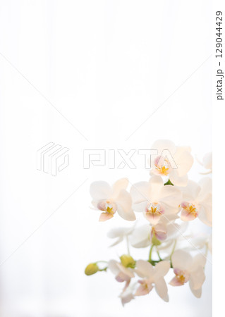 カーテン越しの胡蝶蘭 19 カーテン越しの胡蝶蘭 19 129044429