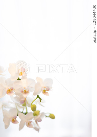 カーテン越しの胡蝶蘭 18 カーテン越しの胡蝶蘭 18 129044430