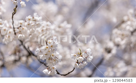 white Sakura flower blossom in Hirosaki park in Aomori prefecture in Japan 129044583