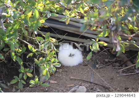 木陰で休んでいる烏骨鶏 129044643