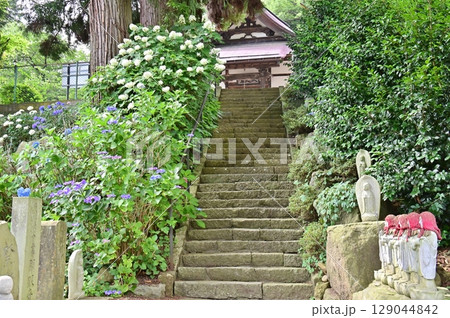 紫陽花寺開眼寺の石段の参道 129044842