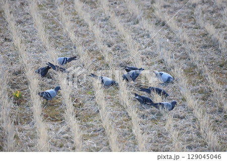 田んぼで餌を食べている鳩 田んぼで餌を食べている鳩 129045046