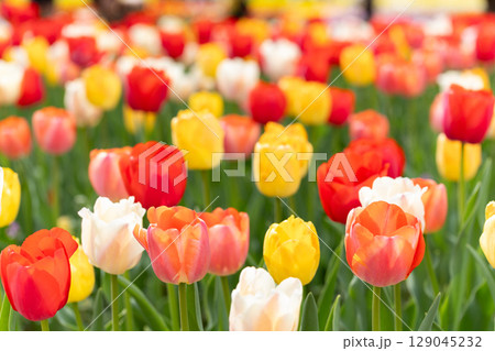 チューリップ畑 チューリップ畑 129045232