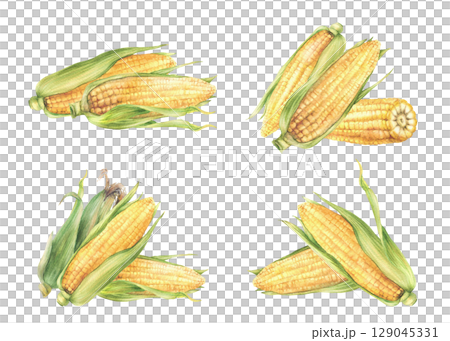 Corn Cobs set. Vegetable harvest. Golden sweet maize with green leaves and husks Grain agricultural crop for farm packaging, food label. Watercolor hand painted isolated from background illustration 129045331