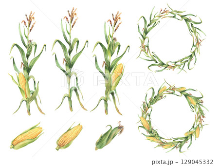 Corn plant set. Golden maize plant wreath with stalk, corncob, flowers and green leaves, husks. Watercolor Realistic hand painting isolated from background illustration for food, agricultural product. 129045332