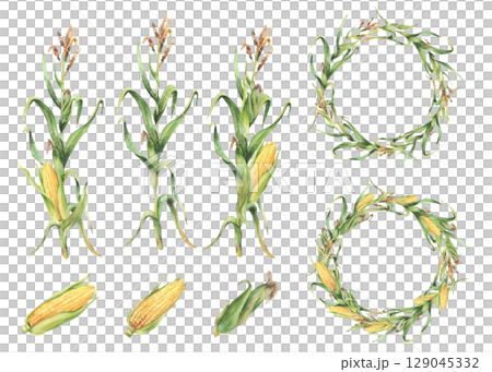 Corn plant set. Golden maize plant wreath with stalk, corncob, flowers and green leaves, husks. Watercolor Realistic hand painting isolated from background illustration for food, agricultural product. 129045332