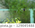 蝉を捕食するコガネグモ（黄金蜘蛛） 129045488