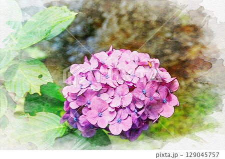 アジサイ　水彩画風 129045757