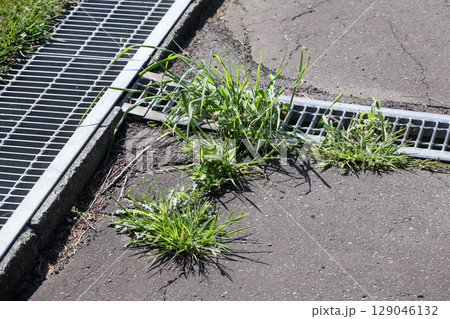 雑草, 草, アスファルト,排水溝、雨水、雨、下水、下水道、地面, 植物, 緑, 自然, 屋外, 葉 129046132