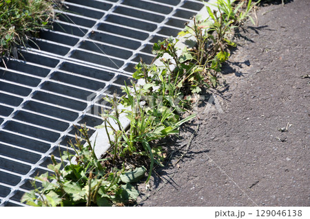 雑草, 草, アスファルト,排水溝、雨水、雨、下水、下水道、地面, 植物, 緑, 自然, 屋外, 葉 129046138
