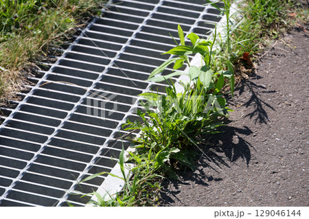 雑草, 草, アスファルト,排水溝、雨水、雨、下水、下水道、地面, 植物, 緑, 自然, 屋外, 葉 129046144