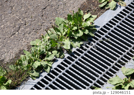 雑草, 草, アスファルト,排水溝、雨水、雨、下水、下水道、地面, 植物, 緑, 自然, 屋外, 葉 129046151