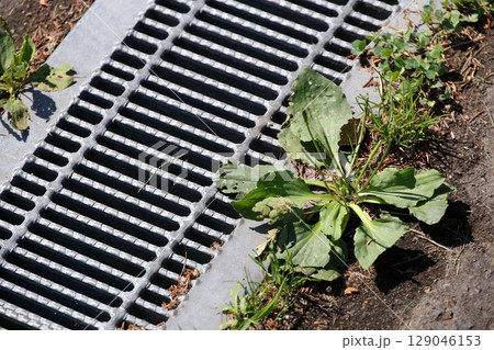 雑草, 草, アスファルト,排水溝、雨水、雨、下水、下水道、地面, 植物, 緑, 自然, 屋外, 葉 129046153