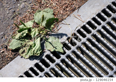 雑草, 草, アスファルト,排水溝、雨水、雨、下水、下水道、地面, 植物, 緑, 自然, 屋外, 葉 129046154