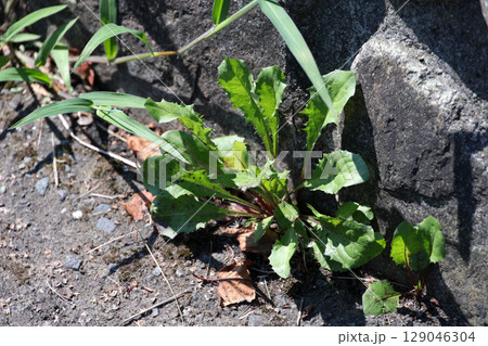 雑草,草,アスファルト,地面,植物,石、ブロック、緑,自然,屋外,葉、ストーン、石段 129046304