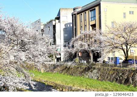 松本市　女鳥羽川と満開桜並木と松本市時計博物館 129046423