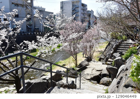 松本市 女鳥羽川の川沿い散策路と満開桜 松本市 女鳥羽川の川沿い散策路と満開桜 129046449