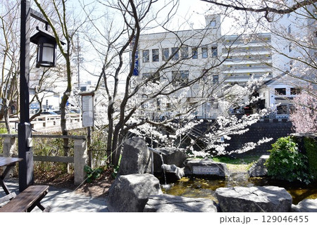 松持市 なわて若がえりの水と満開桜 松持市 なわて若がえりの水と満開桜 129046455