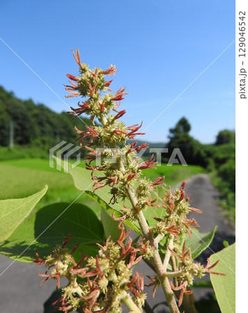 夏に咲く「アカメガシワ」の雌花 129046542