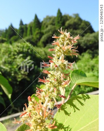夏に咲く「アカメガシワ」の雌花 夏に咲く「アカメガシワ」の雌花 129046543