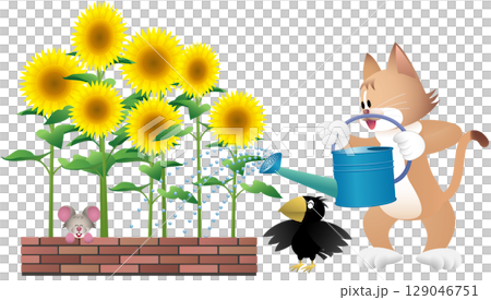 貓在澆向日葵 129046751