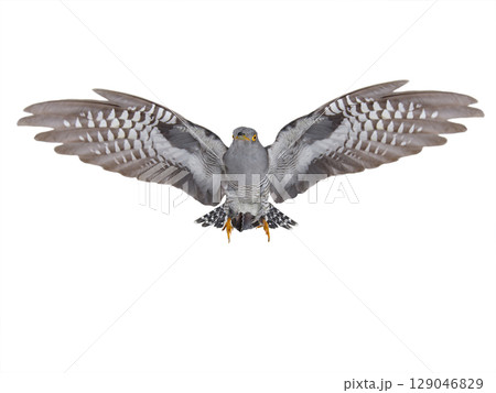 cuckoo flying with spread wings, isolated on white background cuckoo flying with spread wings, isolated on white background 129046829