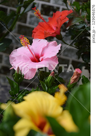 3 colors hibiscus / 三色のハイビスカスの花(イエロー，ピンク，レッド) 129046876