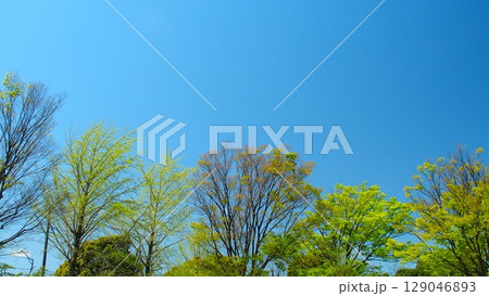 春の新緑の欅の木々と青空 春の新緑の欅の木々と青空 129046893