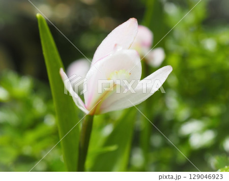 下側から見るトキソウ(20250718114856) 下側から見るトキソウ(20250718114856) 129046923