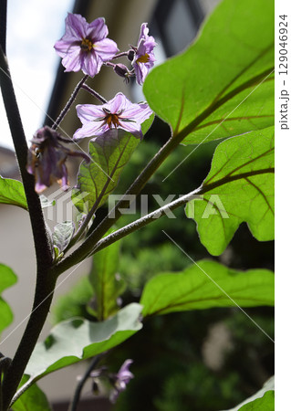 An eggplant in kitchen garden 小さな家庭菜園で育てる長ナス(茄子の花) An eggplant in kitchen garden 小さな家庭菜園で育てる長ナス(茄子の花) 129046924